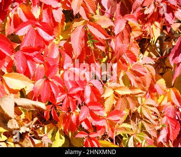 Bunte Blätter von wilden oder jungfräulichen Trauben (lateinisch. Parthenocissus) im Herbstpark Stockfoto