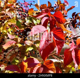 Bunte Blätter von wilden oder jungfräulichen Trauben (lateinisch. Parthenocissus) im Herbstpark Stockfoto