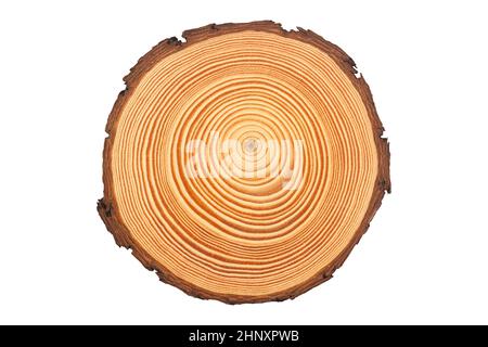 Draufsicht Nahaufnahme von brauner Scheibe frisch geschnittenem Holz mit dichten konzentrischen Wachstumsringen und Rinde an Kanten isoliert auf weißem Hintergrund Stockfoto