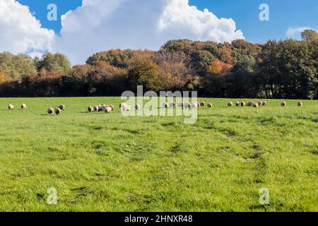 Gruppe von Schafen und Lämmern auf einer grünen Wiese an einem sonnigen Tag im Frühling Stockfoto