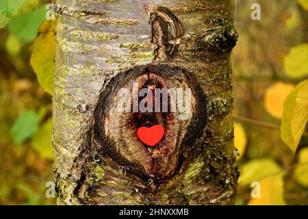 Herz in einem Loch eines Baumes Stockfoto