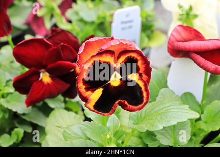 Leuchtend rote und gelbe Bratschen wachsen im Herbst. Stockfoto