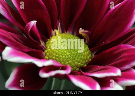 Makro einer rot-weißen Mutter mit einem gelben Zentrum. Stockfoto