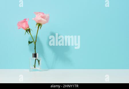 Zwei rosa Rosen in einer Glasvase auf blauem Hintergrund, kopieren Raum Stockfoto