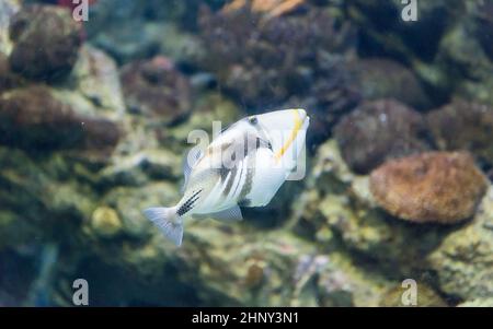 Nahaufnahme eines Rhinecanthus aculeatus, allgemein bekannt als Picasso-Triggerfisch oder Lagunentriggerfisch, wie in der Aquarienumgebung gesehen Stockfoto