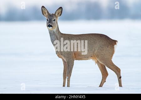 Rehe Capreolus capreolus im Winter. Junge männliche Hirschbock im kalten Schnee. Stockfoto