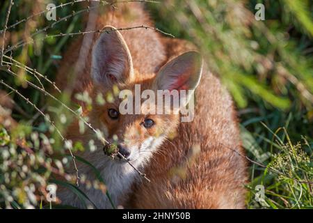 Porträt eines roten Fuchses, Vulpes vulpes, auf grünem Hintergrund. Niedlicher junger Fuchs schaut neugierig auf die Kamera. Wildes Tier in einem Busch versteckt. Stockfoto