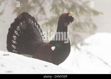 Westlicher Auerhahn, tetrao urogallus, steht auf Schnee in der winterlichen Natur. Dunkler Vogel mit großem Schwanz beim Wandern im Wald. Wildes Birkhuhn, das auf Schnee umwirbt Stockfoto