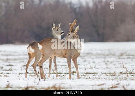 Rehe Capreolus capreolus im Winter. Rehbock mit Geweih, mit Samt bedeckt. Wild Tier männlich und weiblich niedlich Interaktion. Stockfoto