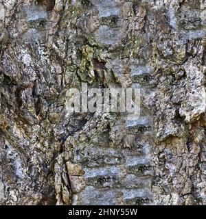 Fotorealistisches, nahtloses Strukturmuster von Baumrinde in hoher Auflösung Stockfoto