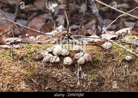 Getrocknete Puffballpilze, die auf einem moosigen Baumstamm wachsen. Stockfoto