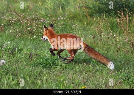 Ein Rotfuchs auf der Flucht in einem grasbewachsenen Gebiet. Stockfoto