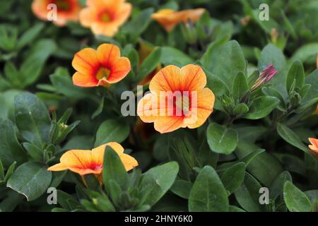 Orangefarbene und gelbe Petunien blühen im Frühling. Stockfoto