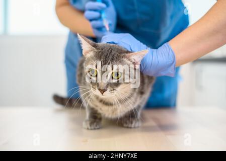 Tierärztin Arzt gibt eine Injektion zu einer grauen Katze Stockfoto