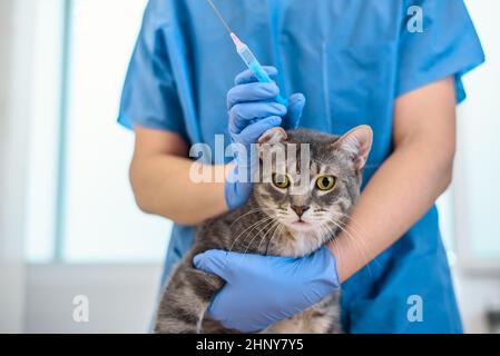 Tierärztin Arzt gibt eine Injektion zu einer grauen Katze Stockfoto