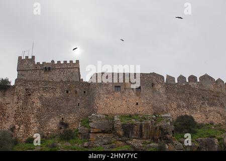 Griffon-Geier fliegen in der Wintersaison über Luna Castle. Alburquerque, Extremadura, Spanien Stockfoto