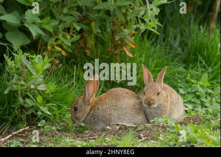 Ein Paar Jugendlicher-Kaninchen Oryctolagus cuniculus, die in der nordnorfolkigen Landschaft zusammenkleben. Stockfoto