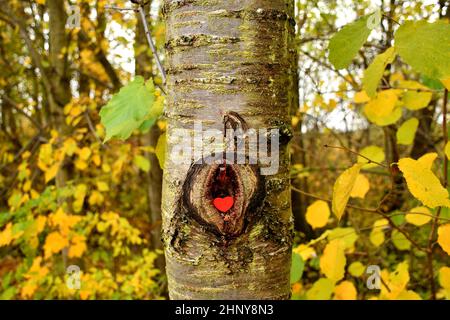 Herz in einem Loch eines Baumes mit herbstlich gefärbten Blättern Stockfoto