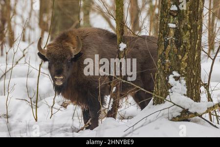 Frei reichende Europäische Bison im Winterwald, Bialowieza-Wald, Polen, Europa Stockfoto