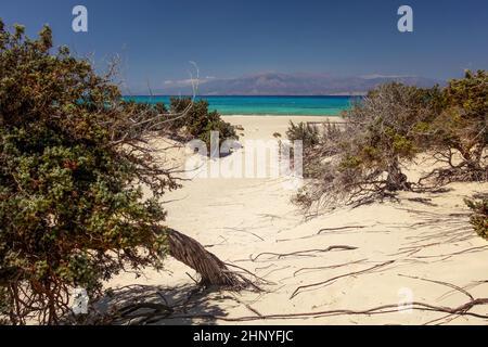 Großfrüchtige Wacholderbeeren (Juniperus macrocarpa) Bäume am Sandstrand mit Blick auf das Meer in der Ferne. Die Insel Chrissi, Ierapetra, Griechenland Stockfoto