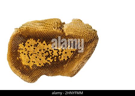 Honeycomb isoliert auf weißem Hintergrund. Stockfoto