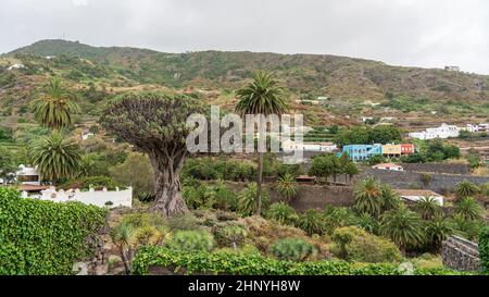 Berühmter Drago Baum (El Drago Milenario) - Icod de los Vinos, Teneriffa, Kanarische Inseln, Spanien Stockfoto