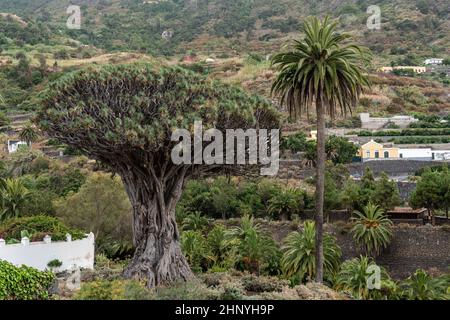 Berühmter Drago Baum (El Drago Milenario) - Icod de los Vinos, Teneriffa, Kanarische Inseln, Spanien Stockfoto