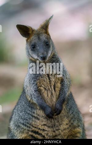 Sumpf Wallaby, Wallabia bicolor. Bekannt als das schwarze Wallaby Stockfoto