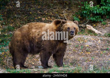 Kamtschatka Braunbär im Wald, Ursus arctos beringianus Stockfoto