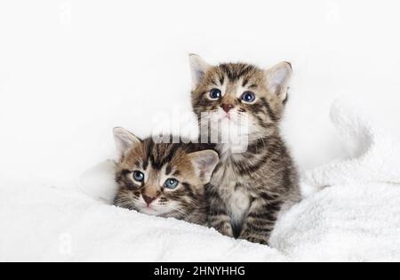 Zwei niedliche tabby Kätzchen auf weißem Handtuch Hintergrund. Stockfoto