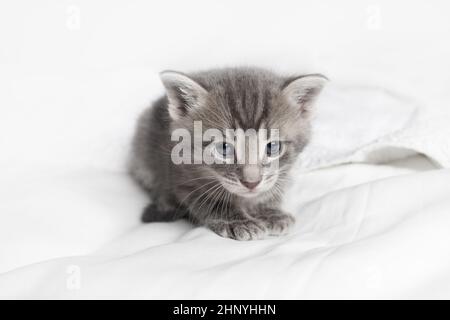 Niedliches kleines graues Kätzchen auf weißem Stoffhintergrund. Stockfoto