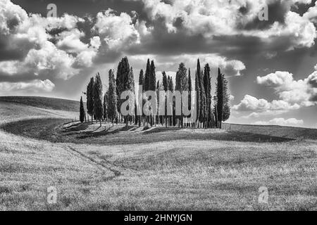 SAN QUIRICO D'ORCIA, ITALIEN - 23. JUNI: Berühmte Gruppe von Zypsen in San Quirico d'Orcia, Provinz Siena, Toskana, Italien, wie am 23. Juni 2019 zu sehen ist Stockfoto