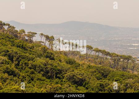 Sensationelle Reihe von Bäumen am Berghang im Stadtteil Claremont, Cape Town, Südafrika. Stockfoto