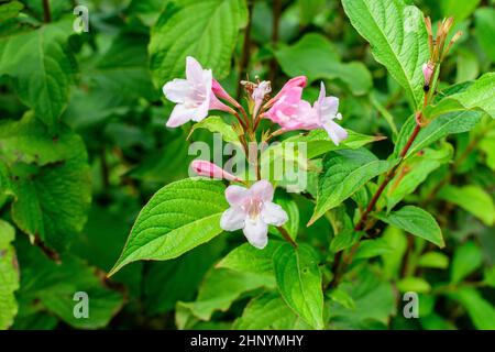 Viele hellrosa Blüten von Weigela florida Pflanze mit Blumen in voller Blüte in einem Garten in einem sonnigen Frühlingstag, schöne Outdoor-Blumen Hintergrund pho Stockfoto