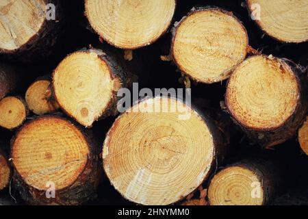Holzstämme aus Kiefernwäldern im Wald, gestapelt in einem Stapel am Straßenrand. Frisch gehackte Baumstämme übereinander in einem Pil gestapelt Stockfoto