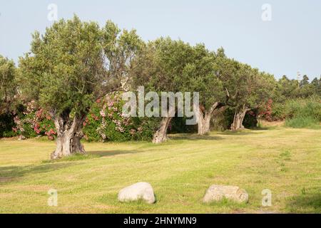 Alte Olivenbäume in einem Hain im Land Kalabrien, südlich von Italien. Stockfoto