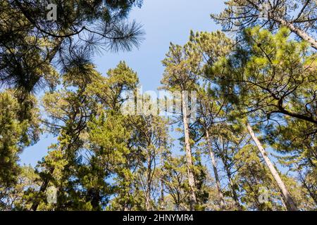 Baumkronen und Baumstämme von unten gesehen. Table Mountain National Park in Kapstadt, Südafrika. Stockfoto