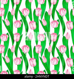 Rosa Tulpen Nahtloses Muster. Aquarell Vintage Illustration. Isoliert auf weißem Hintergrund. Für Ihr Design. Stockfoto