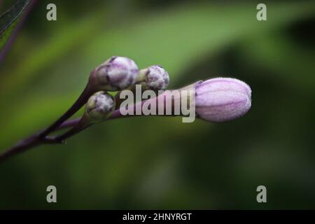 Makro von Blütenknospen auf einer Solanum-Pflanze. Stockfoto