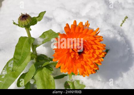 Ringelblume unter dem Schnee in der Bretagne Stockfoto