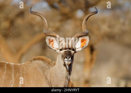 Porträt einer großen männlichen Kudu Antilope (Tragelaphus strepsiceros), Südafrika Stockfoto