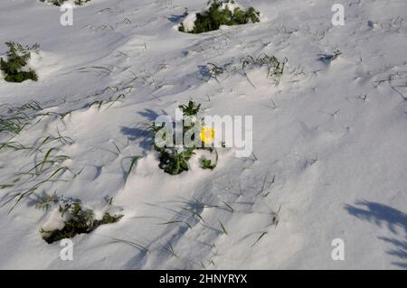 goldene Gänseblümchen unter dem Schnee in der Bretagne Weizenchrauthemum unter dem Schnee in der Bretagne Stockfoto
