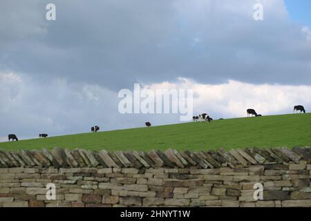 Eine Linie von schwarzen und weißen Kühen, Holstein-Friesenrindern, breitete sich in einer Linie am Horizont eines grünen grasbewachsenen Hügels aus. Sie grasen friedlich Stockfoto