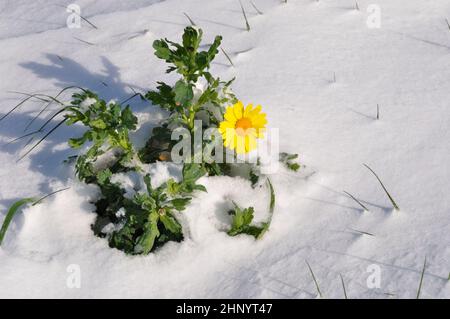 goldene Gänseblümchen unter dem Schnee in der Bretagne Weizenchrauthemum unter dem Schnee in der Bretagne Stockfoto