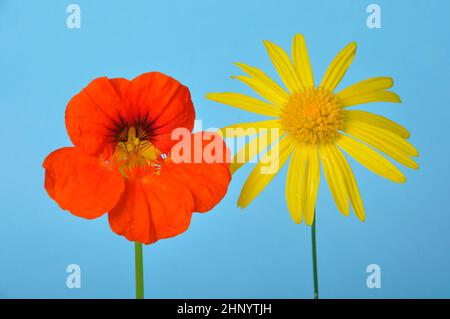 savannah Gänseblümchen und Nasturtien auf blauem Hintergrund Stockfoto