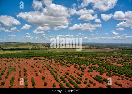 Luftaufnahme von kultivierten Duboisia- oder Korkholzbäumen Queensland Australien Stockfoto