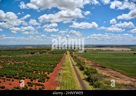 Luftaufnahme von kultivierten Duboisia- oder Korkholzbäumen Queensland Australien Stockfoto