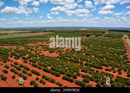 Luftaufnahme von kultivierten Duboisia- oder Korkholzbäumen Queensland Australien Stockfoto