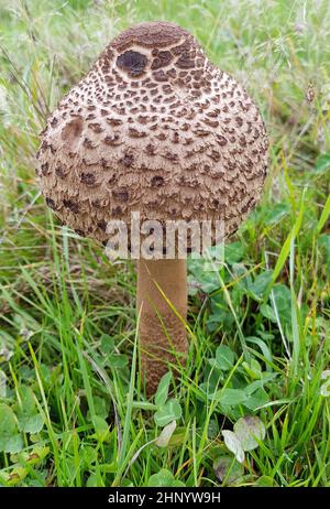 Parasolpilz, Macrolepiota procera, auch Schirmpilz genannt, ist ein guter Speisepilz der auf Wiesen und im Wald waechst. Sonnenschirm Pilz, Macrolepiot Stockfoto
