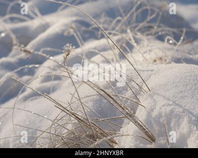 Grashalme im Schnee mit glitzerndem Sonnenlicht, Winterszene, saisonaler Hintergrund Stockfoto